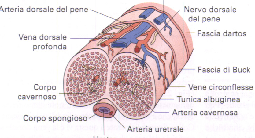 quando è eretto, il pene si blocca